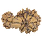 Sawar/Ganesh (8+1) 21.6mm 1.66gm - Rudraksha back