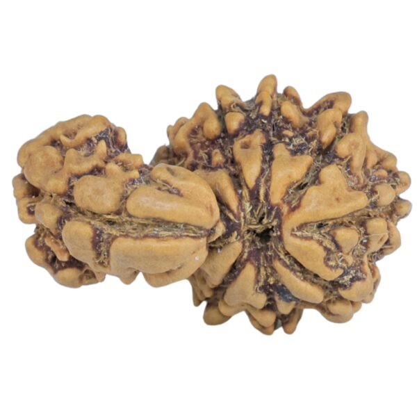 Sawar/Ganesh (8+1) 21.6mm 1.66gm - Rudraksha back