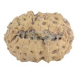 18 Mukhi Rudraksha 24.1mm 2.74gm - Rudraksha back