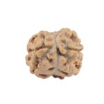 2 Mukhi Rudraksha 17.5mm 1.25gm - Rudraksha back