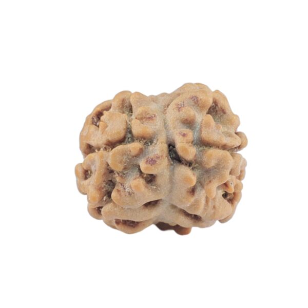 2 Mukhi Rudraksha 17.5mm 1.25gm - Rudraksha back