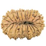 21 Mukhi Rudraksha 30.8mm 4.1gm - Rudraksha back