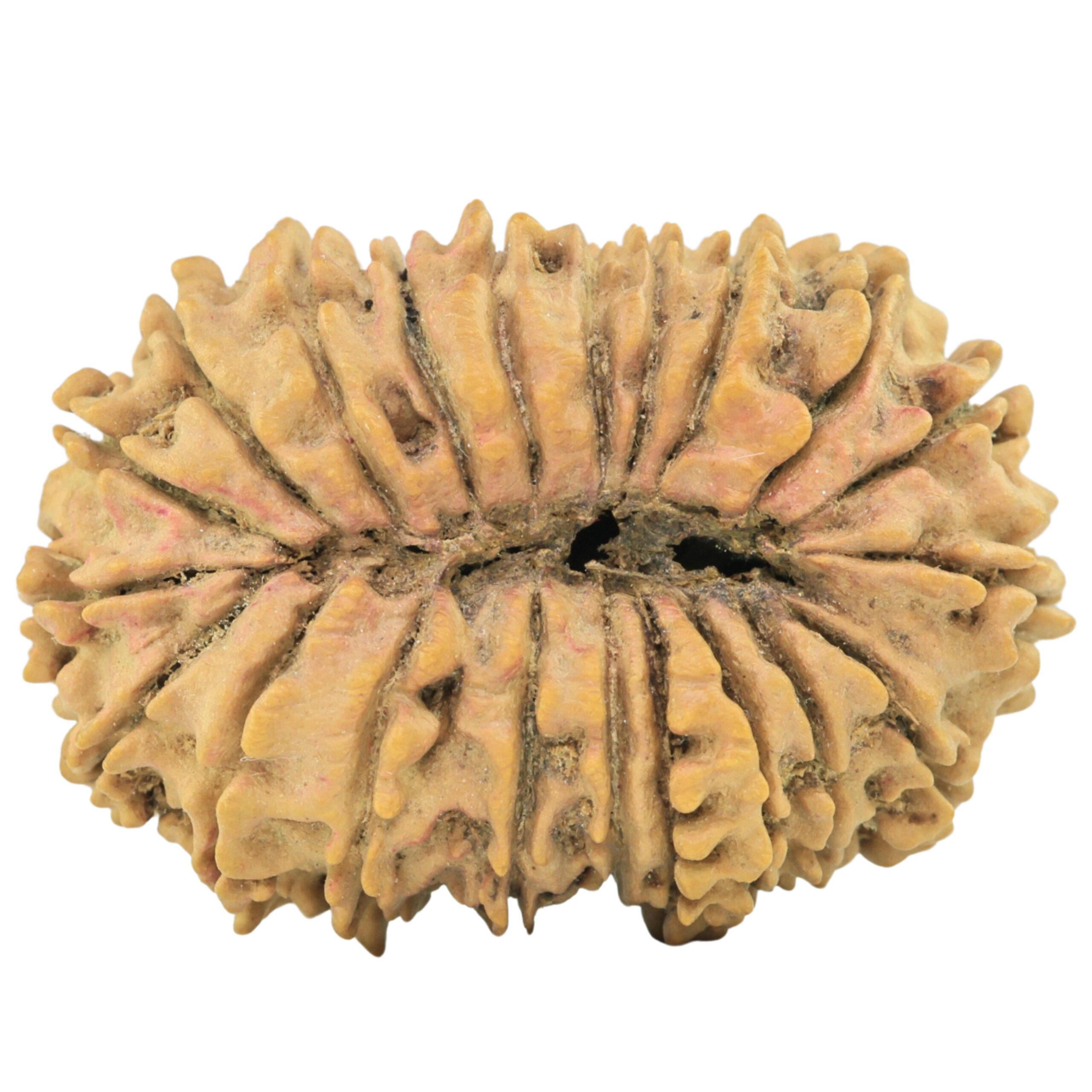 21 Mukhi Rudraksha 30.8mm 4.1gm - Rudraksha back