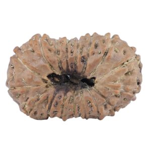 17 Mukhi Rudraksha 22.1mm 1.64gm - Rudraksha back
