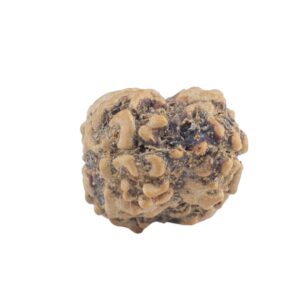 2 Mukhi Rudraksha 19mm 1.29gm - Rudraksha back