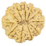 11 Mukhi Rudraksha 32.4mm 7.57gm - Rudraksha back