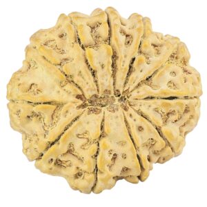 11 Mukhi Rudraksha 32.4mm 7.57gm - Rudraksha back