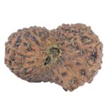 19 Mukhi Rudraksha 19.4mm 1.25gm - Rudraksha back