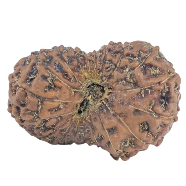 19 Mukhi Rudraksha 19.4mm 1.25gm - Rudraksha back
