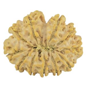 11 Mukhi Rudraksha 27.5mm 4.45gm - Rudraksha back