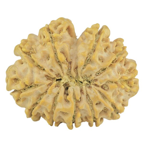 11 Mukhi Rudraksha 27.5mm 4.45gm - Rudraksha back