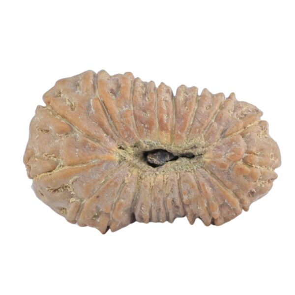 18 Mukhi Rudraksha 19.7mm 1.36gm - Rudraksha back