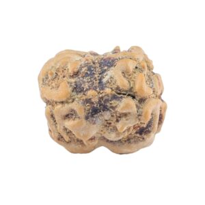 2 Mukhi Rudraksha 21.5mm 1.84gm - Rudraksha back