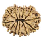 12 Mukhi Rudraksha 26mm 3.24gm - Rudraksha back