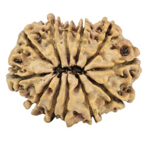 12 Mukhi Rudraksha 26mm 3.24gm - Rudraksha back