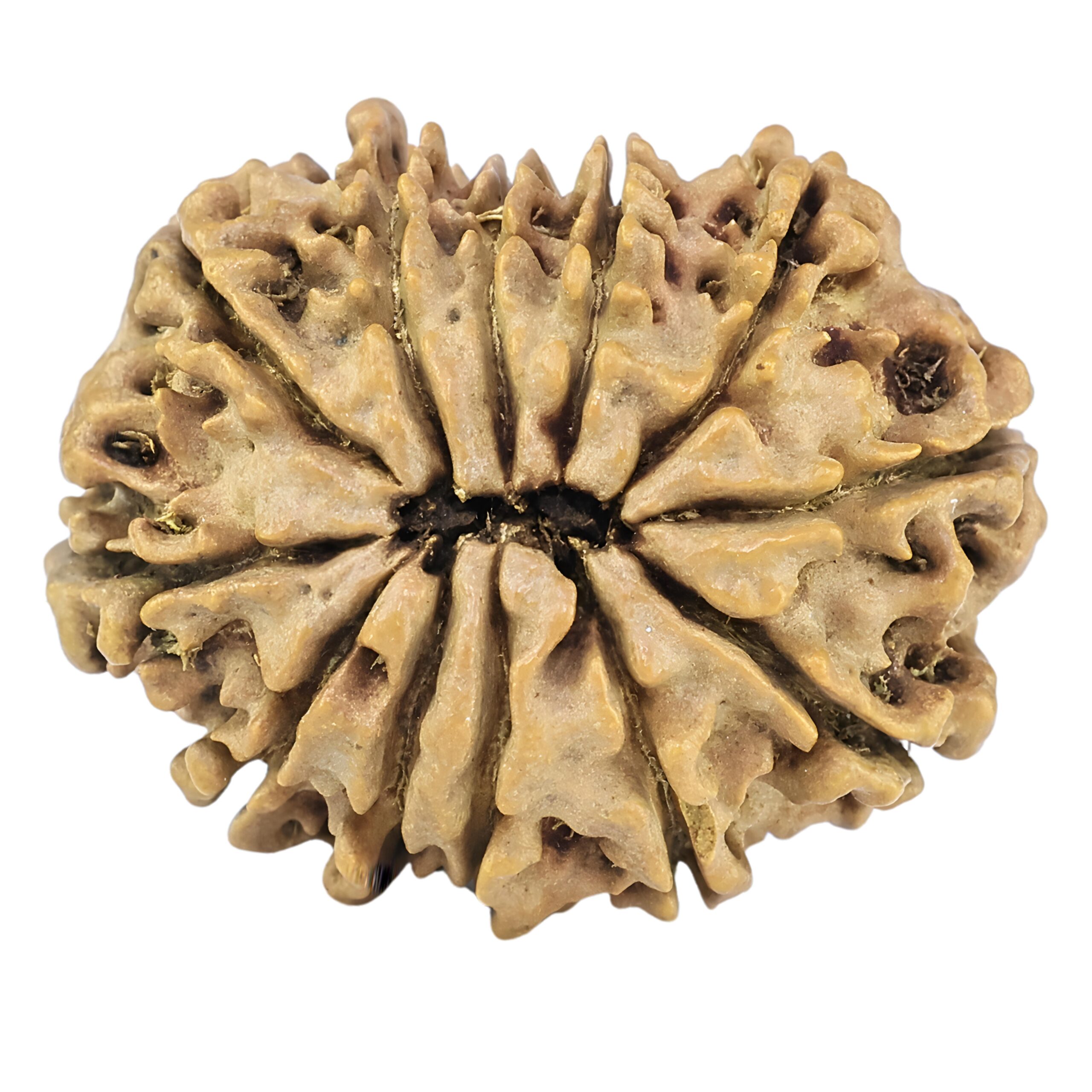 12 Mukhi Rudraksha 26mm 3.24gm - Rudraksha back