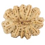 11 Mukhi Rudraksha 38.6mm 11.94gm - Rudraksha back