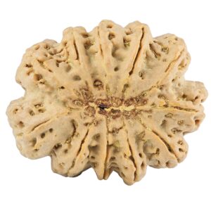 11 Mukhi Rudraksha 38.6mm 11.94gm - Rudraksha back