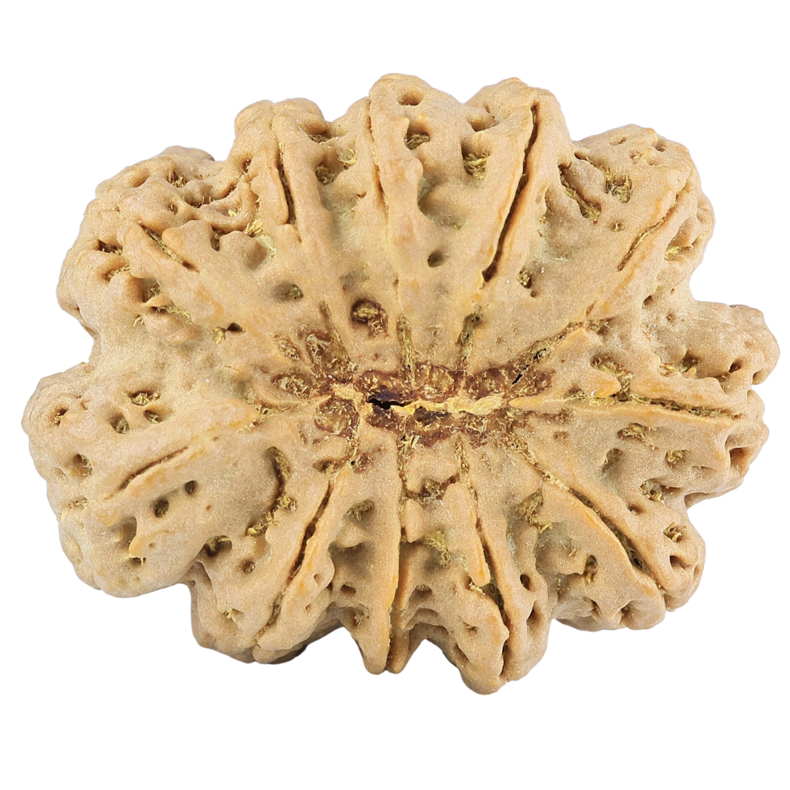 11 Mukhi Rudraksha 38.6mm 11.94gm - Rudraksha back
