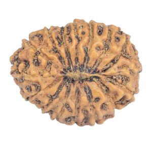 16 Mukhi Rudraksha 20.1mm 1.66gm - Rudraksha back