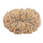 17 Mukhi Rudraksha 21.1mm 1.89gm - Rudraksha back