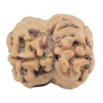 2 Mukhi Rudraksha 24.5mm 2.56gm - Rudraksha back