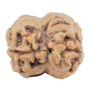 2 Mukhi Rudraksha 24.5mm 2.56gm - Rudraksha back