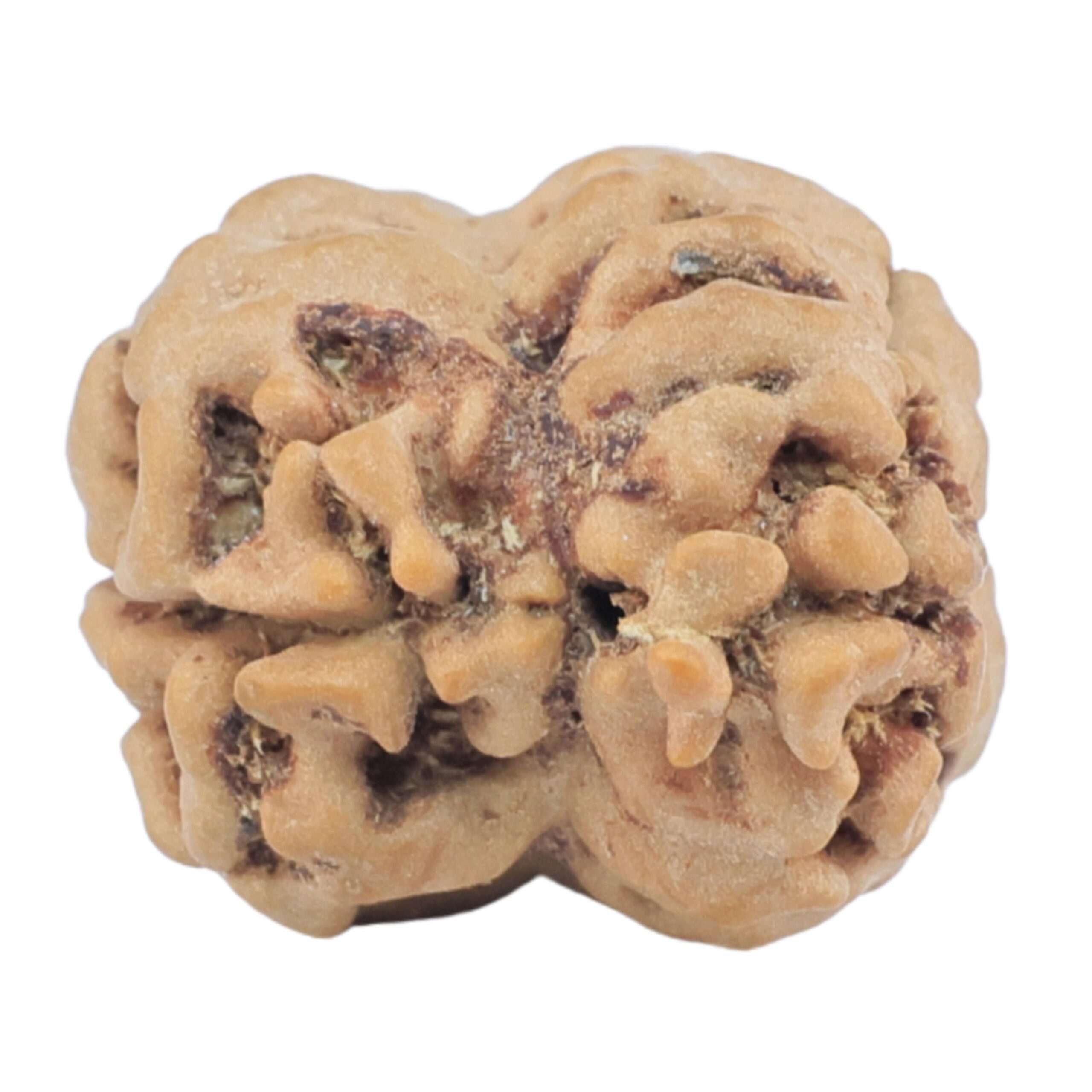 2 Mukhi Rudraksha 24.5mm 2.56gm - Rudraksha back