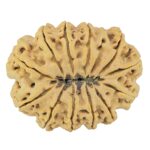 12 Mukhi Rudraksha 36.1mm 9.13gm - Rudraksha back