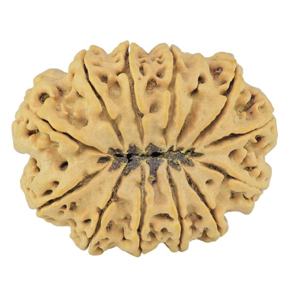 12 Mukhi Rudraksha 36.1mm 9.13gm - Rudraksha back