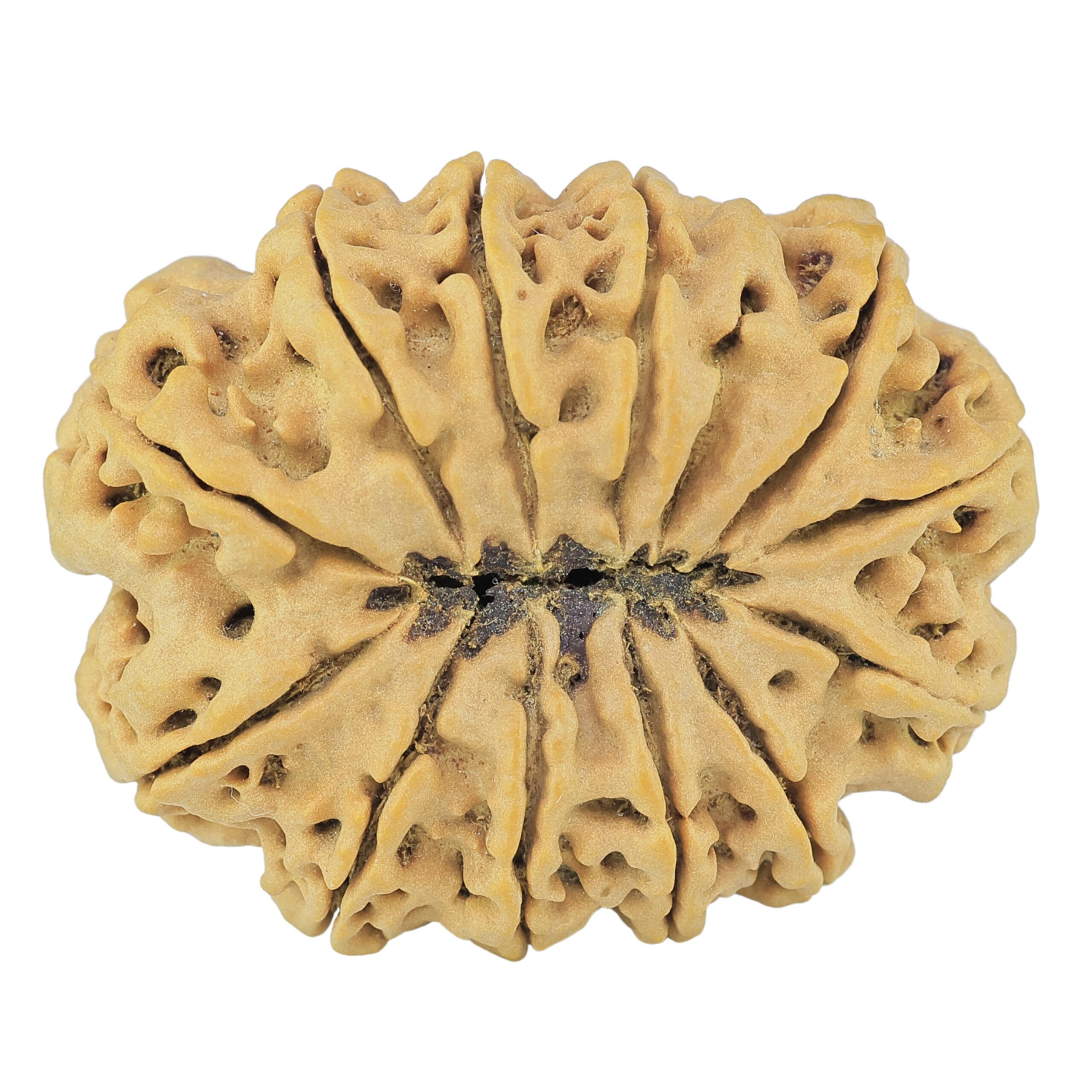 12 Mukhi Rudraksha 36.1mm 9.13gm - Rudraksha back