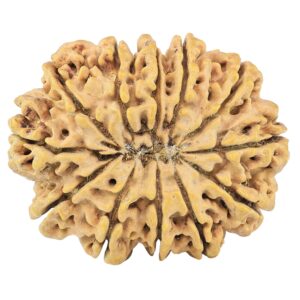 12 Mukhi Rudraksha 35.3mm 7.4gm - Rudraksha back