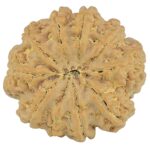 10 Mukhi Rudraksha 26.9mm 5.43gm - Rudraksha back