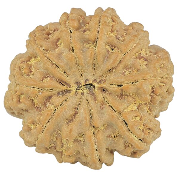 10 Mukhi Rudraksha 26.9mm 5.43gm - Rudraksha back