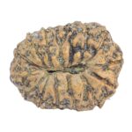 15 Mukhi Rudraksha 22.7mm 2.32gm - Rudraksha back