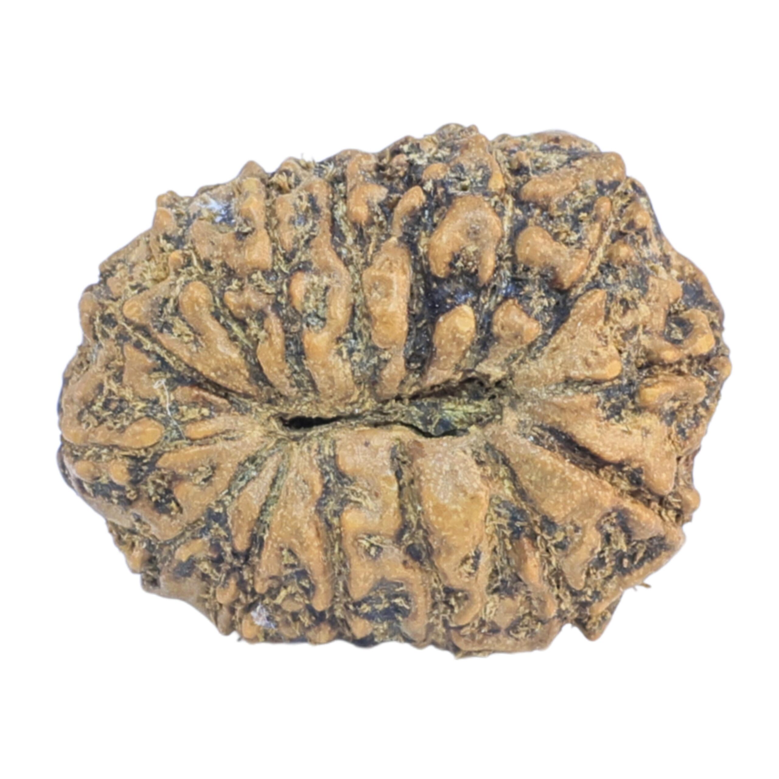 15 Mukhi Rudraksha 22.7mm 2.32gm - Rudraksha back