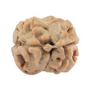 2 Mukhi Rudraksha 21.1mm 1.56gm - Rudraksha back