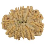 11 Mukhi Rudraksha 27.9mm 4.98gm - Rudraksha back