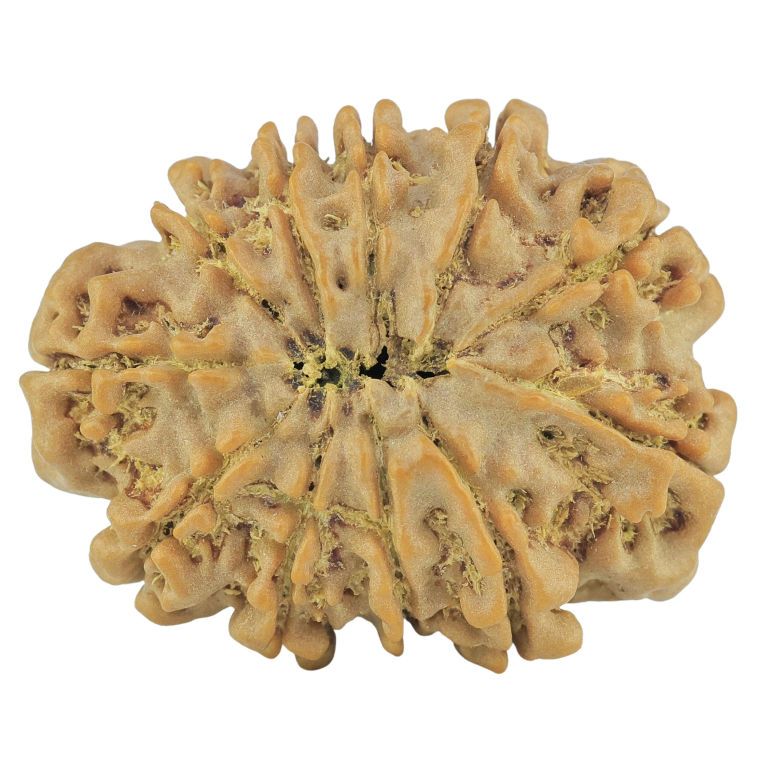 11 Mukhi Rudraksha 27.9mm 4.98gm - Rudraksha back