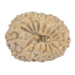 16 Mukhi Rudraksha 21.1mm 2.09gm - Rudraksha back