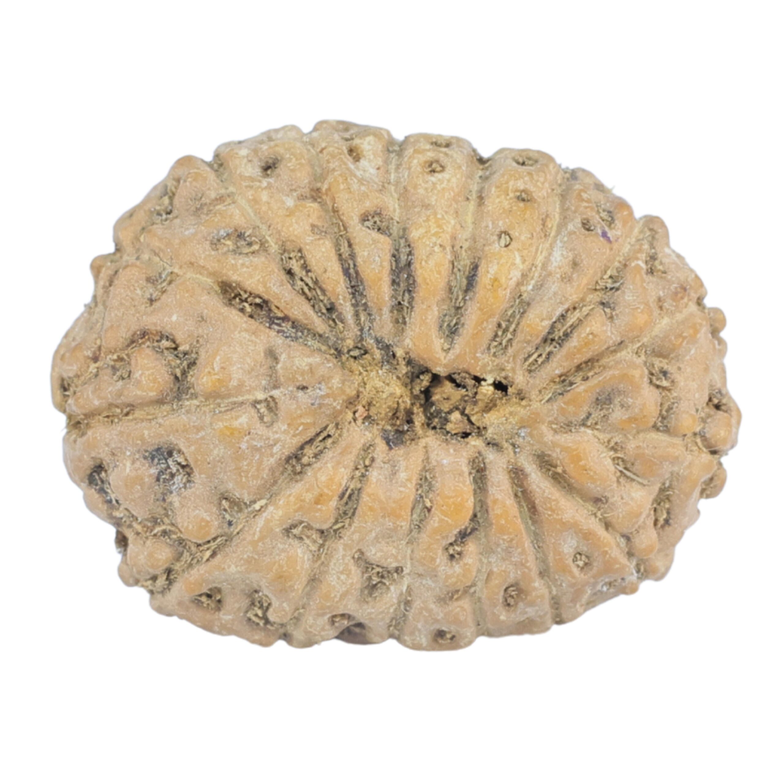 16 Mukhi Rudraksha 21.1mm 2.09gm - Rudraksha back