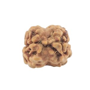 2 Mukhi Rudraksha 21.6mm 1.49gm - Rudraksha back