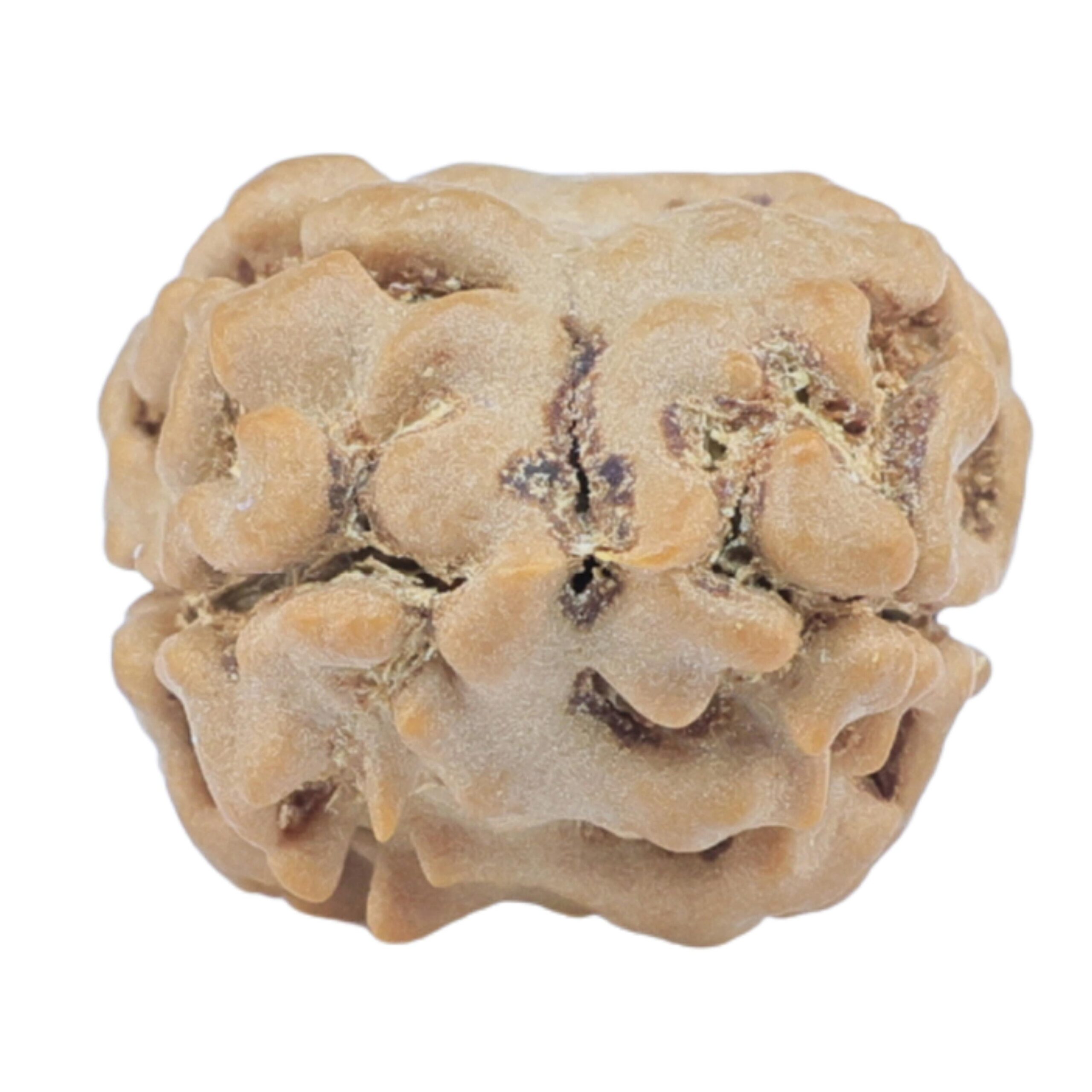 2 Mukhi Rudraksha 23.7mm 1.73gm - Rudraksha back
