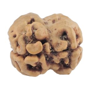 2 Mukhi Rudraksha 21.1mm 1.72gm - Rudraksha back