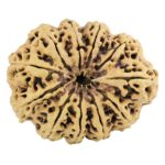 11 Mukhi Rudraksha 37.1mm 7.45gm - Rudraksha back