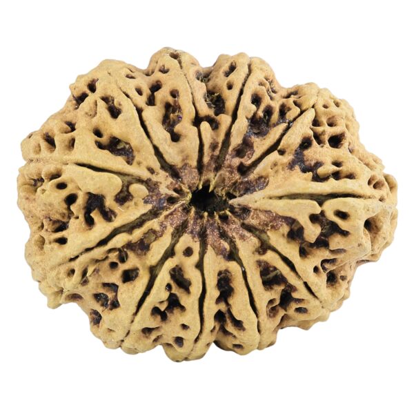 11 Mukhi Rudraksha 37.1mm 7.45gm - Rudraksha back