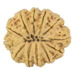 12 Mukhi Rudraksha 31.5mm 7gm - Rudraksha back