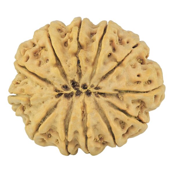 12 Mukhi Rudraksha 31.5mm 7gm - Rudraksha back