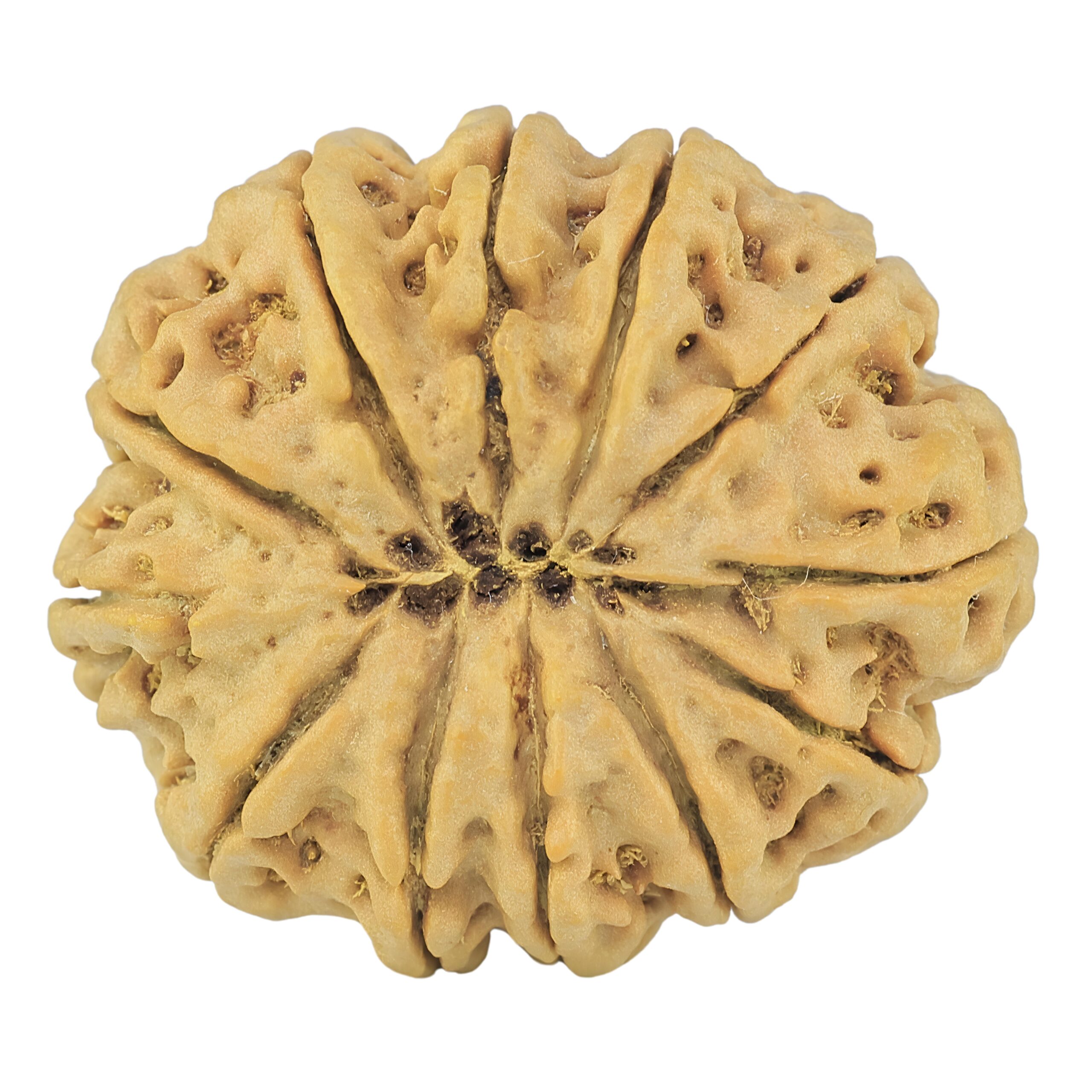 12 Mukhi Rudraksha 31.5mm 7gm - Rudraksha back