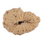 20 Mukhi Rudraksha 24mm 2.58gm - Rudraksha back